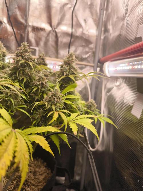 #2 NYC sour D. Auto. Week 13