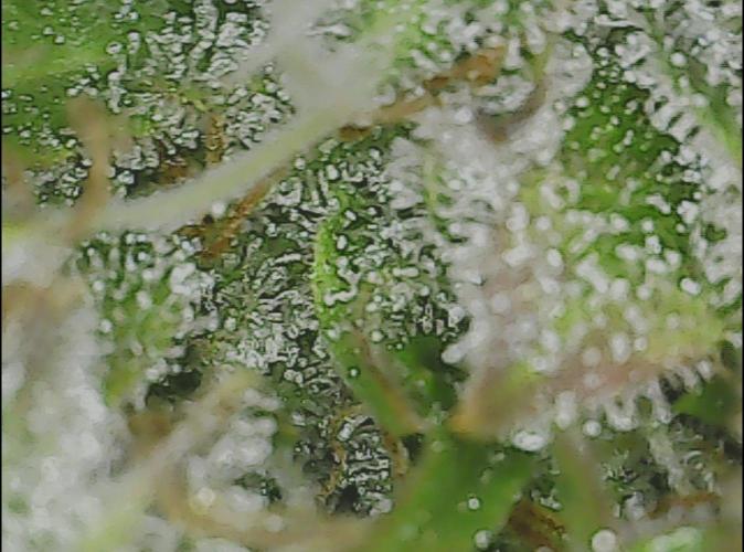 #2 NYC sour D. Auto. Week 13