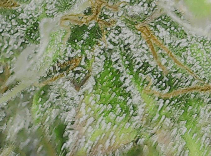 #2 NYC sour D. Auto. Week 13