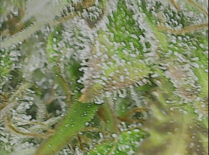 #2 NYC sour D. Auto. Week 13