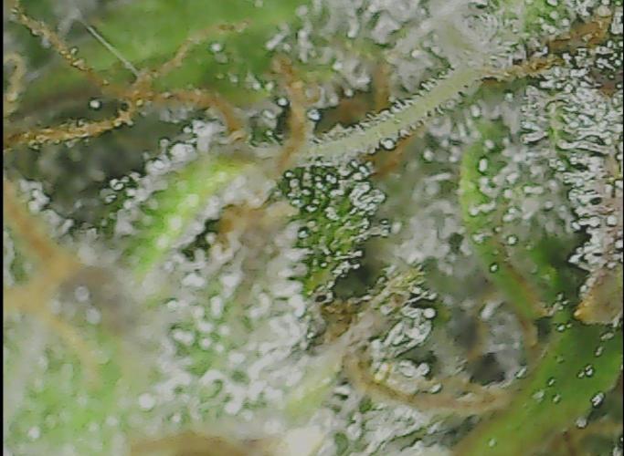 #2 NYC sour D. Auto. Week 13