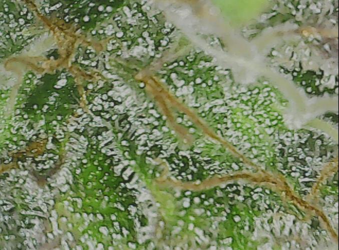 #2 NYC sour D. Auto. Week 13