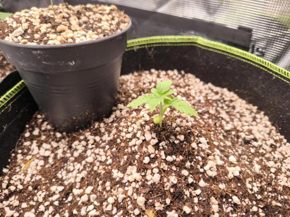 #7 Sticky Brocoli - Eternity cup. Week 1 - 12/02 potted in 30L