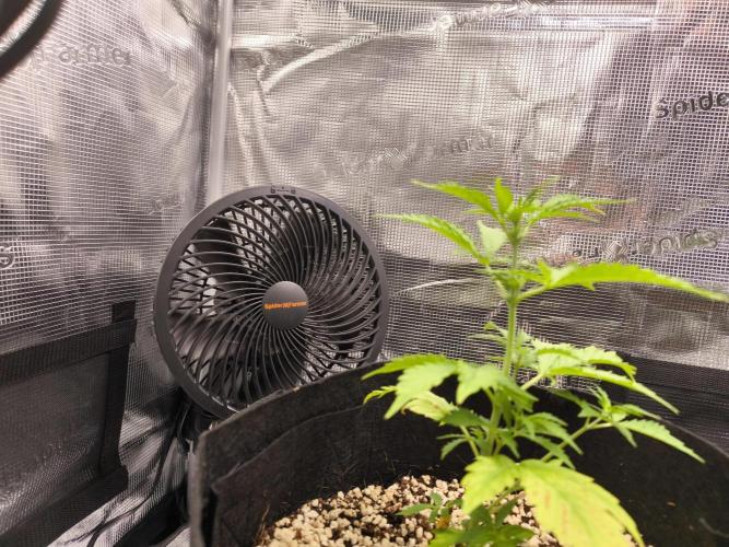 Grow Tent 2'x2' (70x70x160cm). Week 5