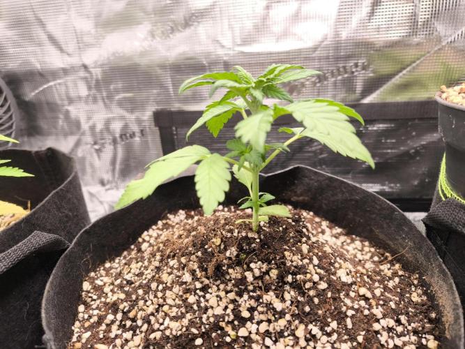 #6 Lemon Cherry Cookies Auto - fastbuds. Week 3 - 12/02 potted