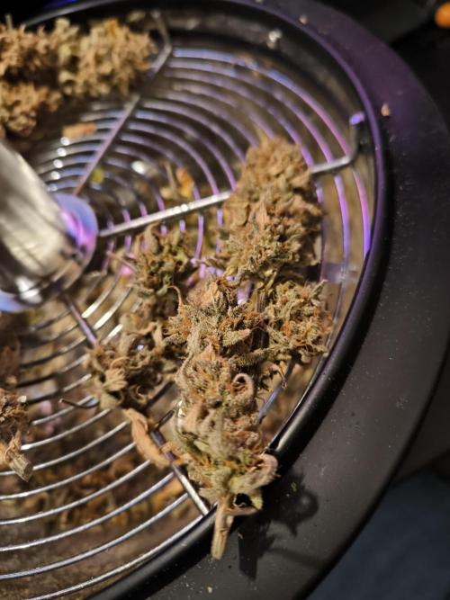 Haze Berry Automatic. Week 14