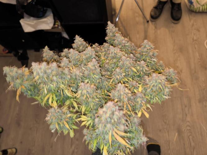 #2 NYC sour D. Auto. Week 14