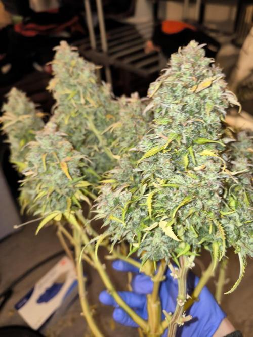 #2 NYC sour D. Auto. Week 14