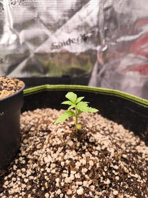 #7 Sticky Brocoli - Eternity cup. Week 2 - 14/02