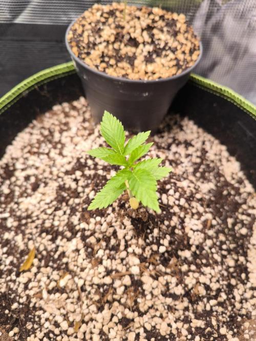 #7 Sticky Brocoli - Eternity cup. Week 2 - 16/02