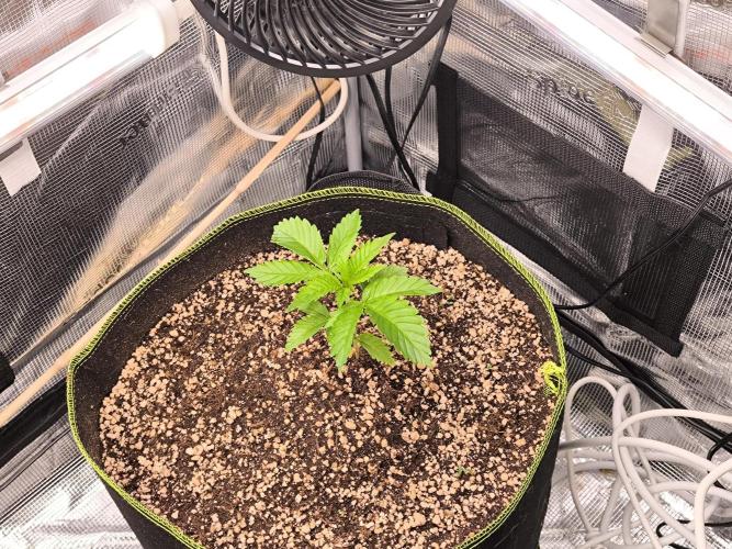 #7 Sticky Brocoli - Eternity cup. Week 3 - 21/02