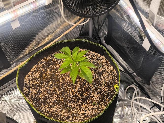 #7 Sticky Brocoli - Eternity cup. Week 3 - 22/02