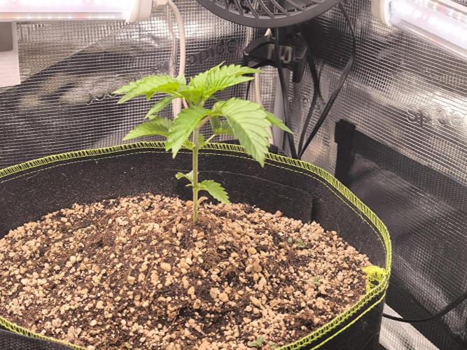 #7 Sticky Brocoli - Eternity cup. Week 3 - 22/02