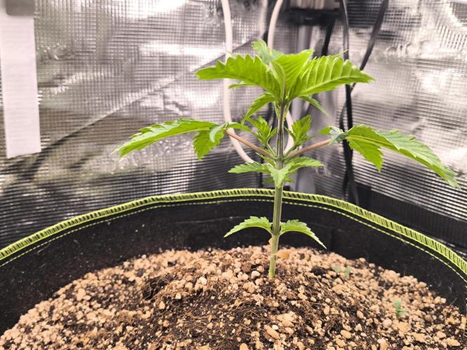 #7 Sticky Brocoli - Eternity cup. Week 3 - 24/02