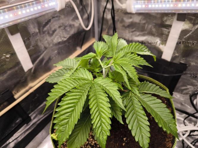 #7 Sticky Brocoli - Eternity cup. Week 4 - 28/02 topped