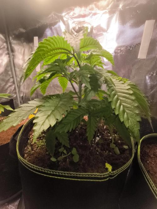 #7 Sticky Brocoli - Eternity cup. Week 4 - 03/03