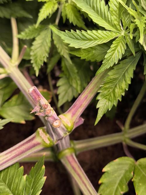 #7 Sticky Brocoli - Eternity cup. Week 7