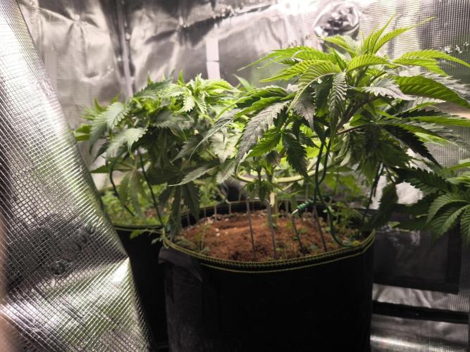 #7 Sticky Brocoli - Eternity cup. Week 7 - 26/03 before going into flower tent
