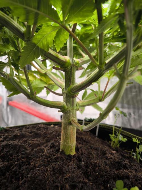 #7 Sticky Brocoli - Eternity cup. Week 9 - 05/04