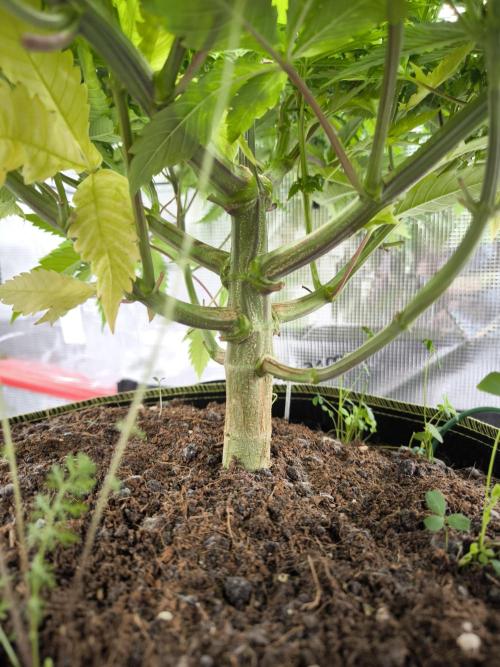 #7 Sticky Brocoli - Eternity cup. Week 10 - 10/4