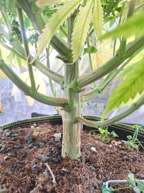 #7 Sticky Brocoli - Eternity cup. Week 11 - 21/04 massive trunk 