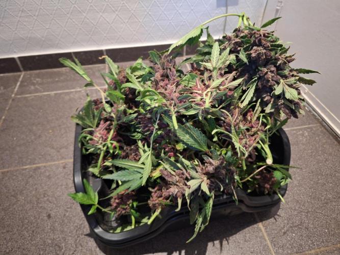 #6 Lemon Cherry Cookies Auto - fastbuds. Week 13
