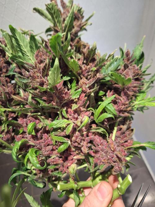 #6 Lemon Cherry Cookies Auto - fastbuds. Week 13