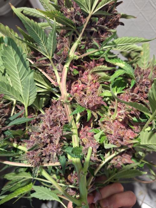 #6 Lemon Cherry Cookies Auto - fastbuds. Week 13