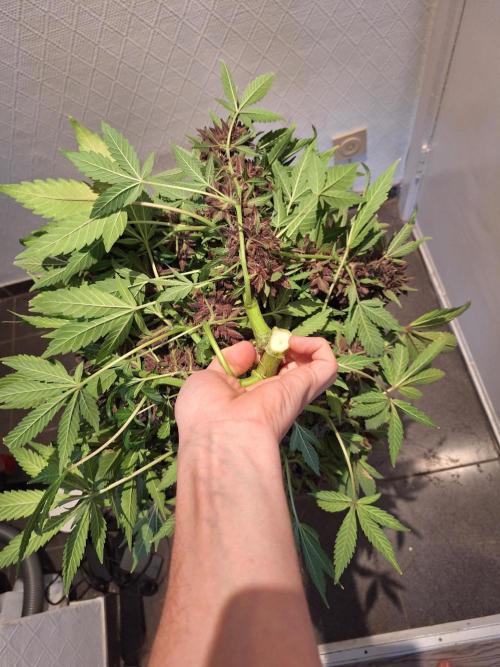 #6 Lemon Cherry Cookies Auto - fastbuds. Week 13