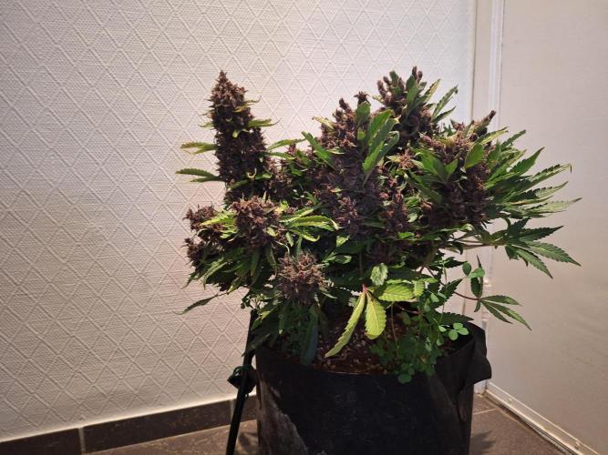 #6 Lemon Cherry Cookies Auto - fastbuds. Week 13