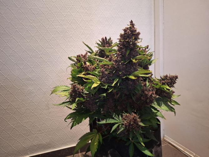 #6 Lemon Cherry Cookies Auto - fastbuds. Week 13