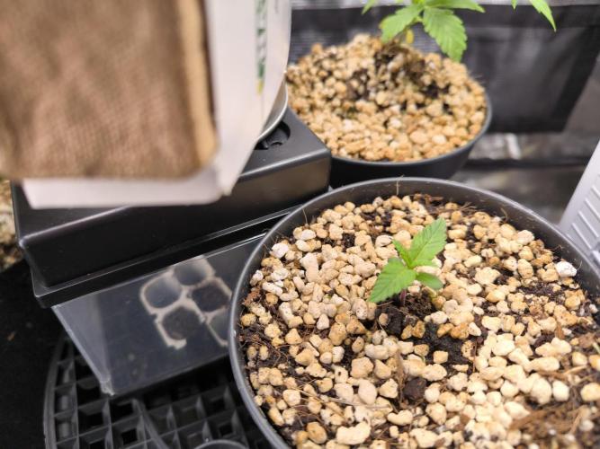 #6 Lemon Cherry Cookies Auto - fastbuds. Week 1