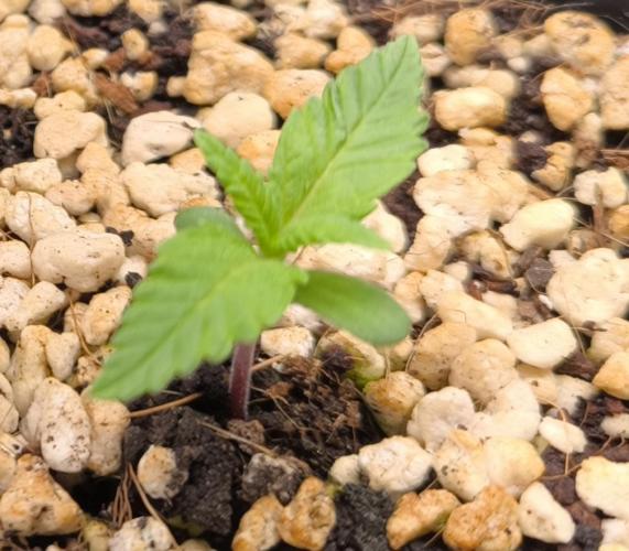 #6 Lemon Cherry Cookies Auto - fastbuds. Week 1