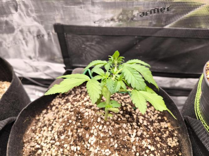 #6 Lemon Cherry Cookies Auto - fastbuds. Week 3