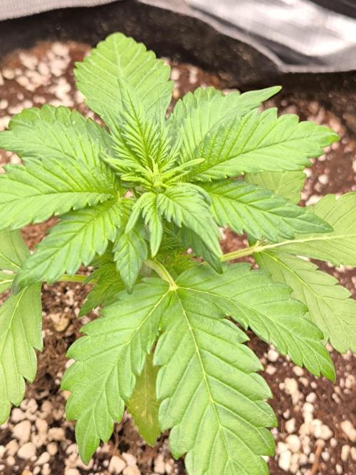 #6 Lemon Cherry Cookies Auto - fastbuds. Week 3
