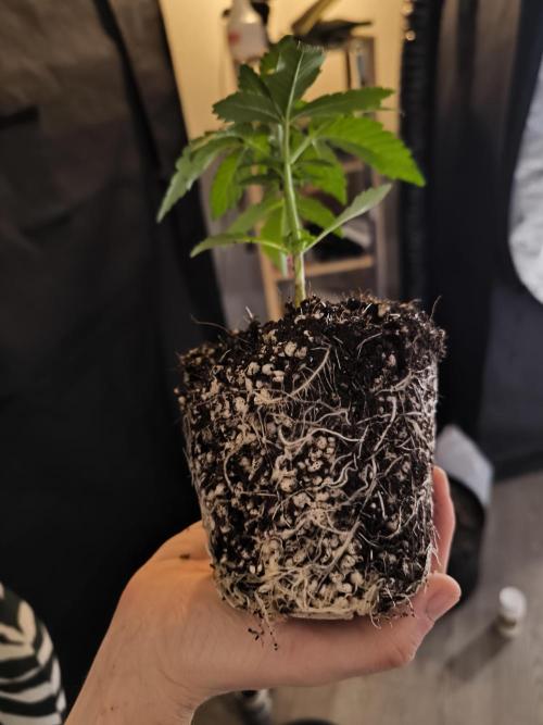 #6 Lemon Cherry Cookies Auto - fastbuds. Week 3