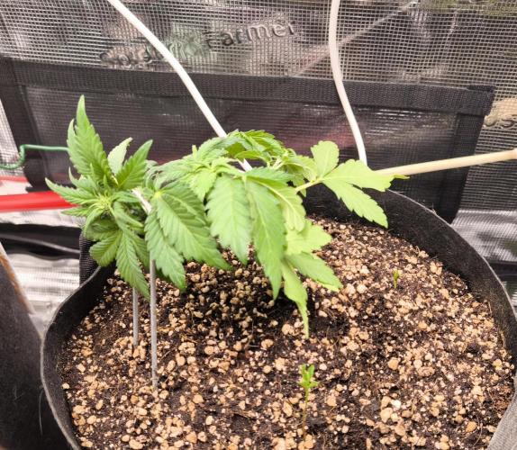 #6 Lemon Cherry Cookies Auto - fastbuds. Week 4 - 17/02
