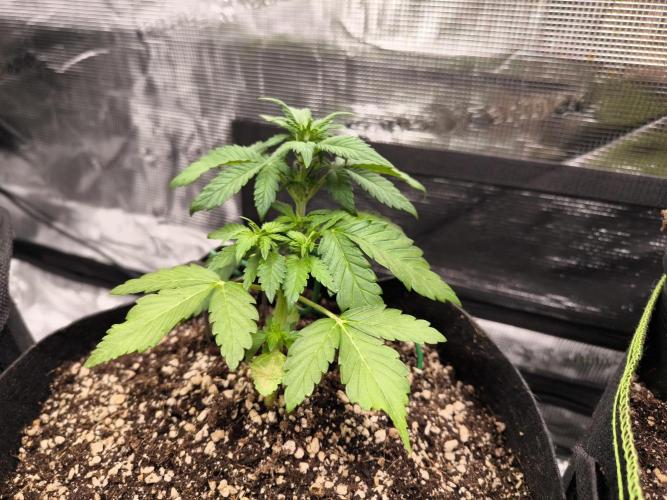 #6 Lemon Cherry Cookies Auto - fastbuds. Week 4 - 17/02