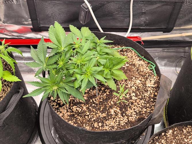 #6 Lemon Cherry Cookies Auto - fastbuds. Week 4 - 22/02