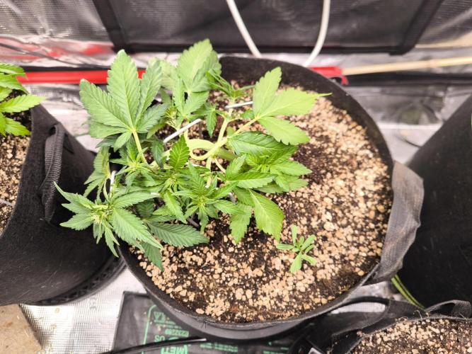 #6 Lemon Cherry Cookies Auto - fastbuds. Week 4 - 22/02