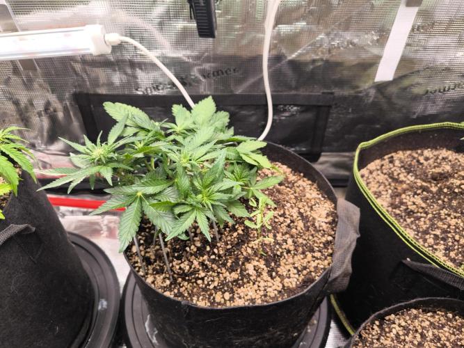 #6 Lemon Cherry Cookies Auto - fastbuds. Week 4 - 23/02