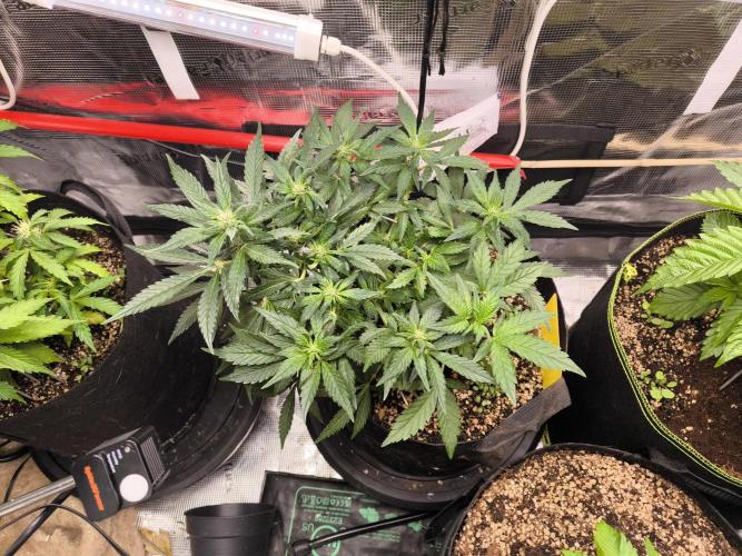 #6 Lemon Cherry Cookies Auto - fastbuds. Week 5 - 01/03