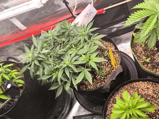 #6 Lemon Cherry Cookies Auto - fastbuds. Week 5 - 28/02