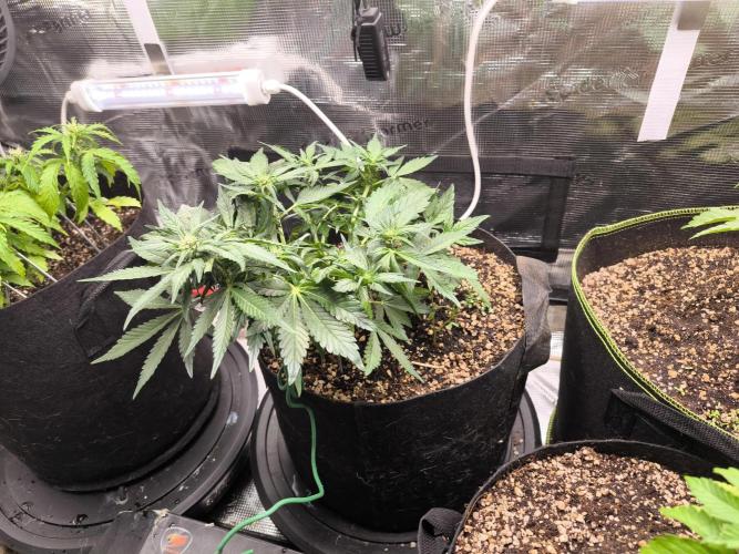 #6 Lemon Cherry Cookies Auto - fastbuds. Week 5 - 26/02