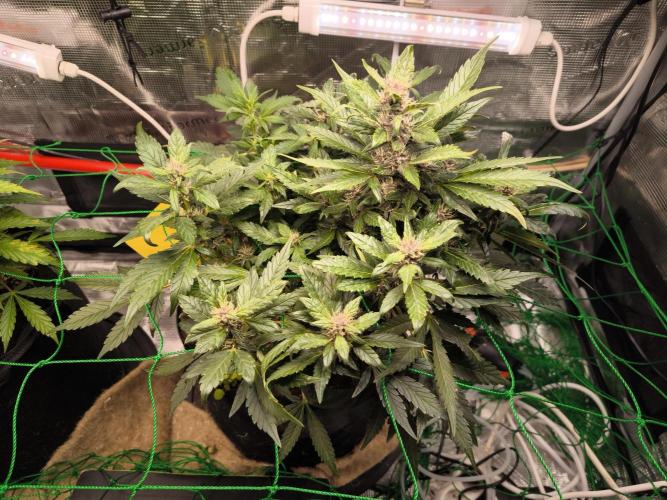 #6 Lemon Cherry Cookies Auto - fastbuds. Week 6 - 08/03
