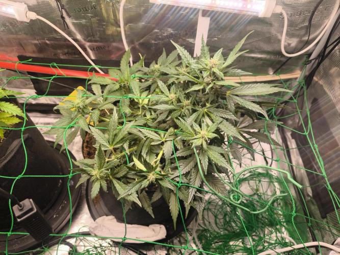 #6 Lemon Cherry Cookies Auto - fastbuds. Week 6 - 04/03