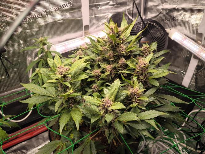 #6 Lemon Cherry Cookies Auto - fastbuds. Week 7 - 16/03