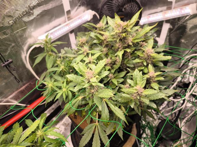 #6 Lemon Cherry Cookies Auto - fastbuds. Week 7 - 14/03