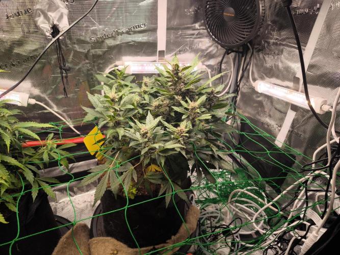 #6 Lemon Cherry Cookies Auto - fastbuds. Week 7 - 10/03