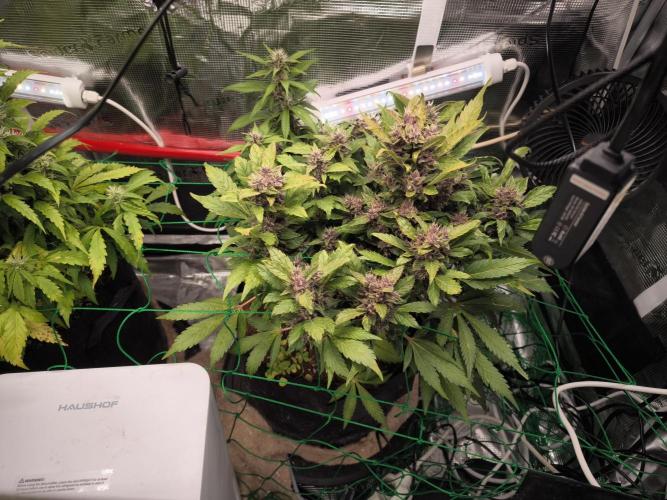 #6 Lemon Cherry Cookies Auto - fastbuds. Week 8 - 20/03